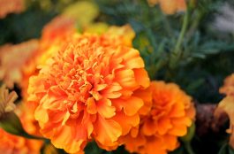 SeguroBici, vos y la Primavera