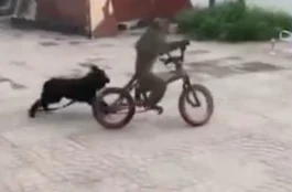 VIDEO: Un mono roba una bici para escapar de un perro