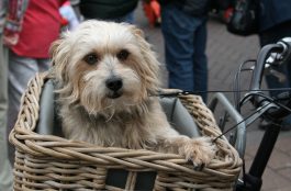 5 consejos para llevar a un perro en Bicicleta
